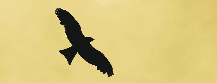 Low angle view of silhouette bird flying against sky