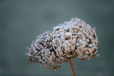 Close-up of wilted plant