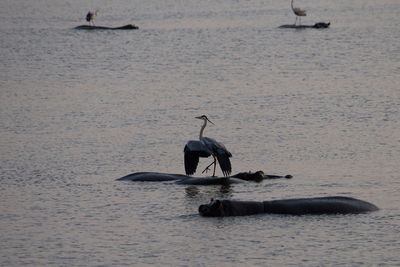 Walking on the wild hippo, grey heron, kruger national park, south africa