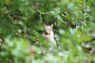 Rodent eating food on plants