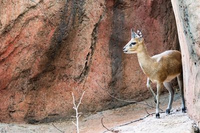 Cheetah standing on rock