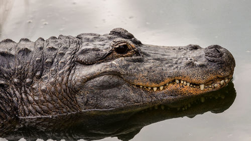 Close-up of crocodile in water