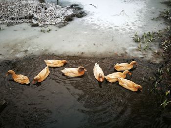 High angle view of swans swimming in lake