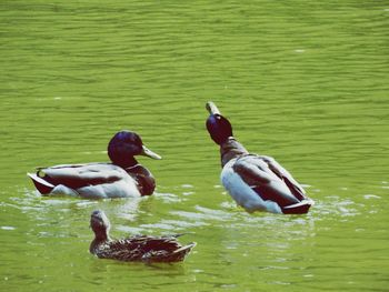 Mallard ducks swimming on lake