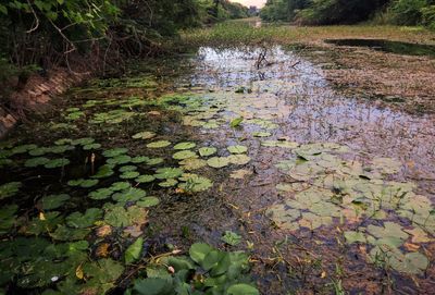 Water lily in lake