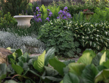 Fresh purple flowers in garden