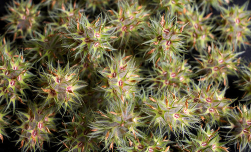 Full frame shot of cactus plant