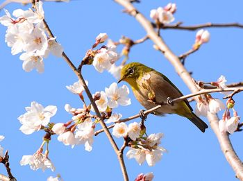 Low angle view of bird perching on cherry tree against clear blue sky