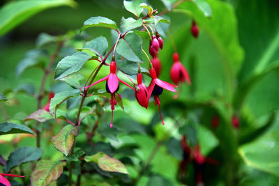 Close-up of red berries growing on plant