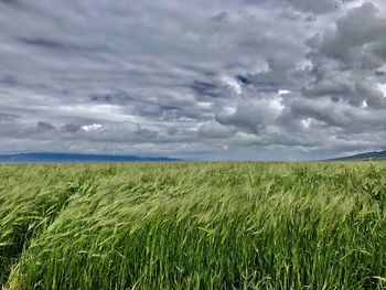 Scenic view of agricultural field against sky