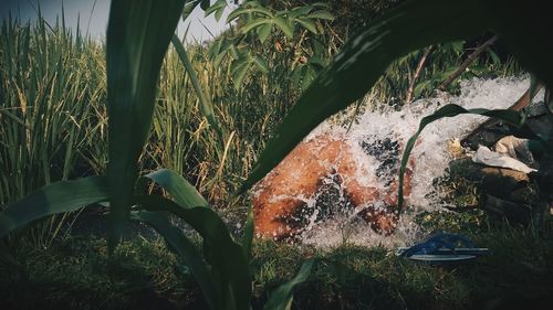 Close-up of fresh plants in water