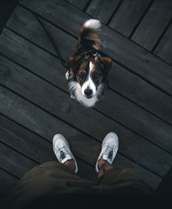 Low section of person with dog standing on wooden floor