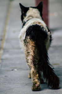 Portrait of dog on footpath