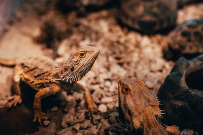 Central bearded dragon close up