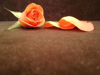 Close-up of rose on table