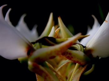 Close-up of flowers against blurred background