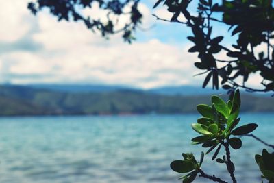 Close-up of plant against sea