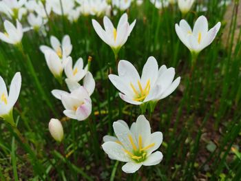 Close-up of white crocus flowers