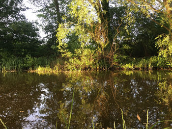 Scenic view of lake in forest