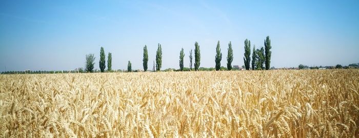 Crops growing on field against clear sky