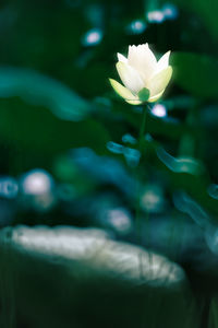Close-up of white flowering plant