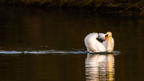 Swans swimming in lake