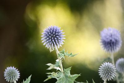 Close-up of purple flowering plant