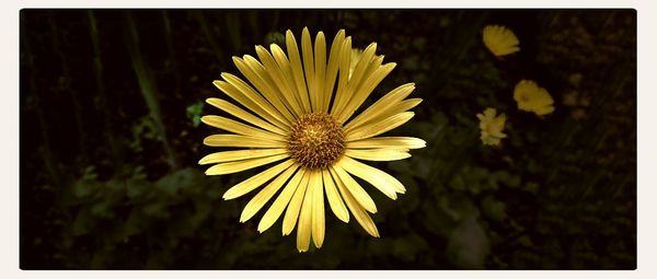 Close-up of yellow flower blooming outdoors