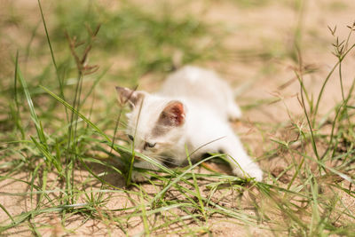 View of a cat lying on grass