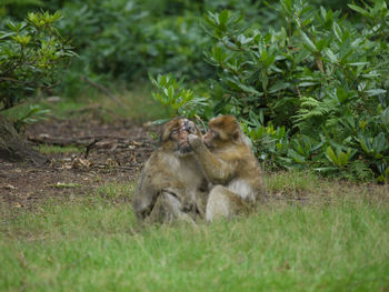 Monkeys sitting on grass