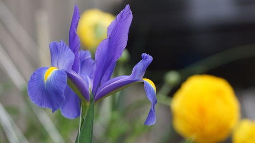 Close-up of purple flowering plant