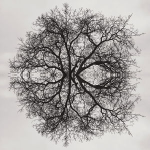 Close-up of bare tree against clear sky