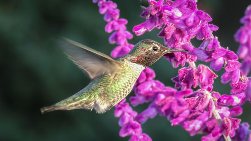 Close-up of hummingbird flying by purple flowers