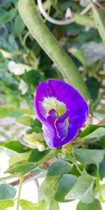 Close-up of flower blooming outdoors