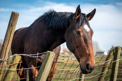 Close-up of horse in ranch against sky