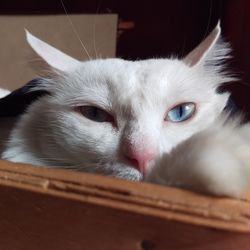 Close-up portrait of cat