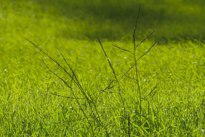 Grass growing on field