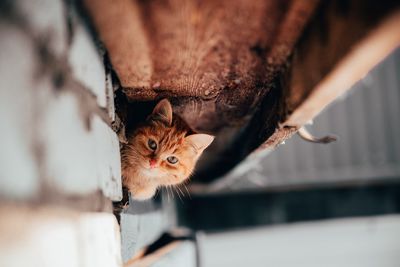 Close-up portrait of a cat