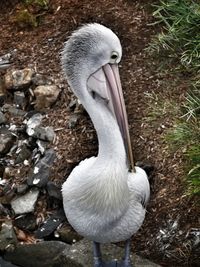 High angle view of pelican on field