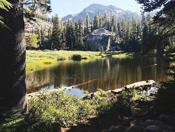 Scenic view of lake by trees in forest