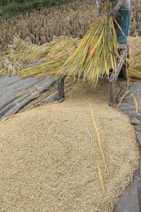 High angle view of corn field