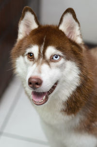 Close-up portrait of siberian husky