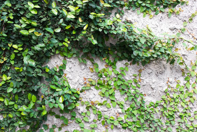 Close-up of ivy growing on wall