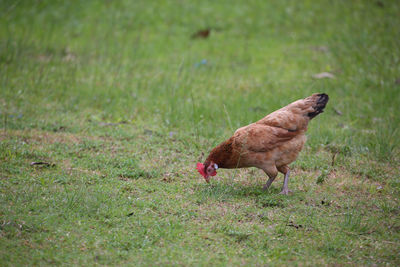 View of a bird on field