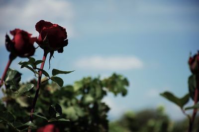 Close-up of red flowering plant against sky