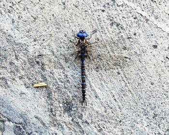 High angle view of insect on rock