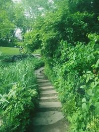 View of lush foliage