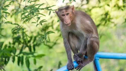 Monkey sitting on tree