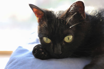 Close-up portrait of black cat lying on bed