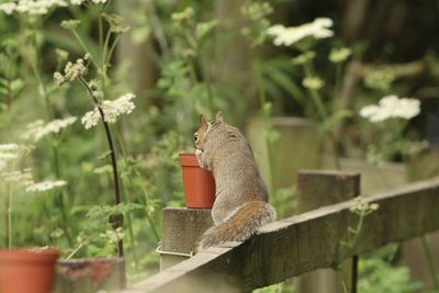 Close-up of squirrel eating plant